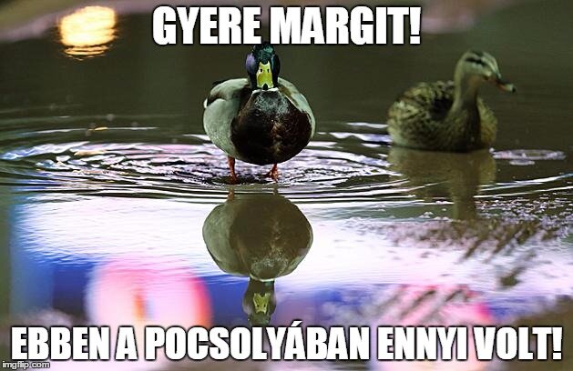 réce mém 2