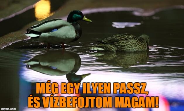 réce mém